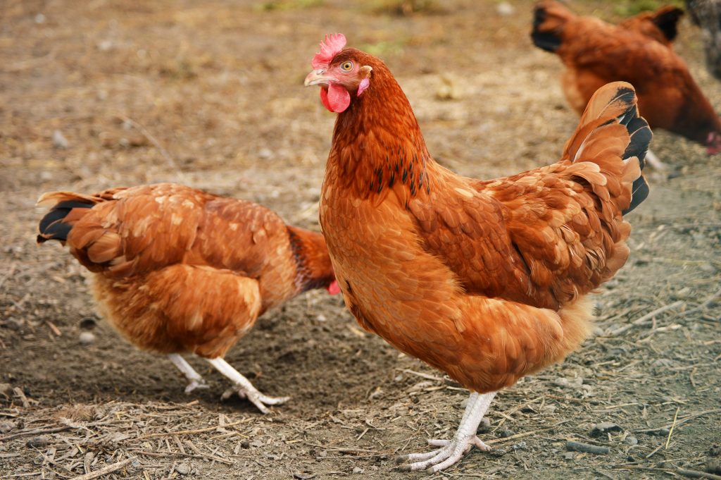 poultry production