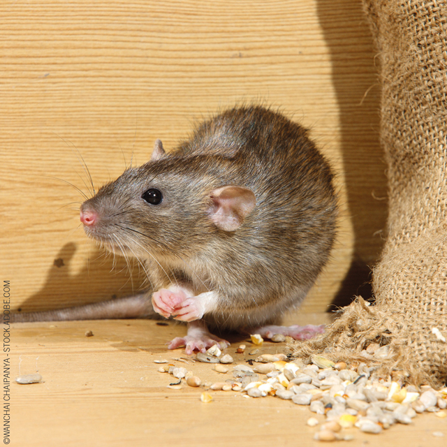 5 Ways to Help Keep Rodents out of Restaurant