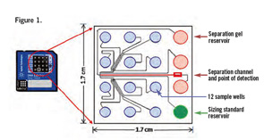 Schematic diagram of the Agilent Technologies lab-on-a-chip technology used to perform fish species identification utilizing polymerase chain reaction-restriction fragment length polymorphism.