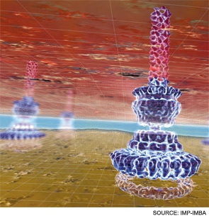 Structure of the needle complex of Salmonella, embedded in a cellular context (artist's interpretation based on original data).