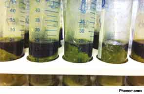 Spinach extracts after liquid partitioning